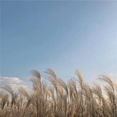 falcule徽章游戏下载